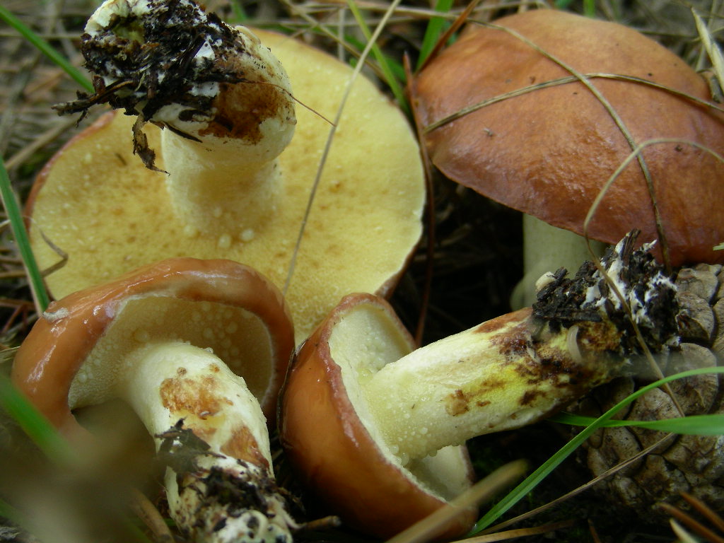 Suillus granulatus ...in foto